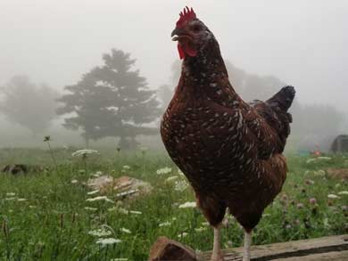 foggy-day-chicken