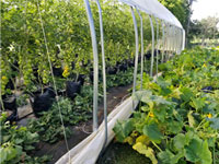 csa-production-methods-greenhouse