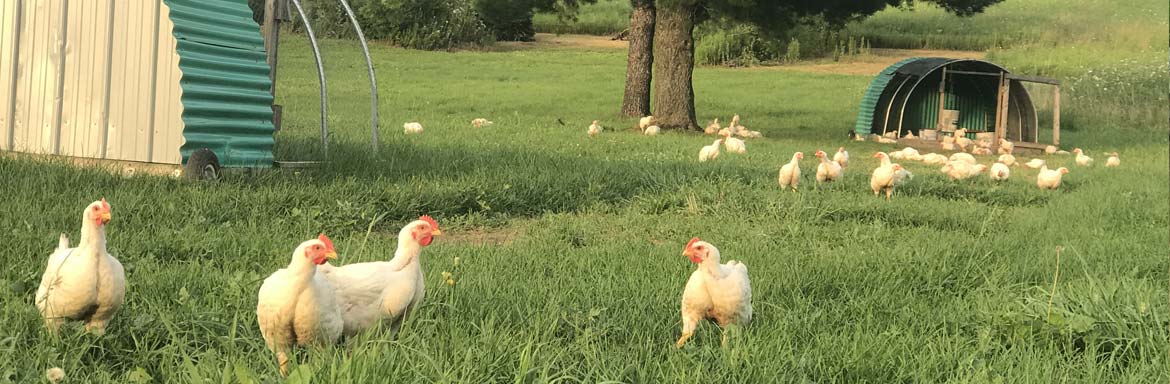 meat-chickens-on-pasture